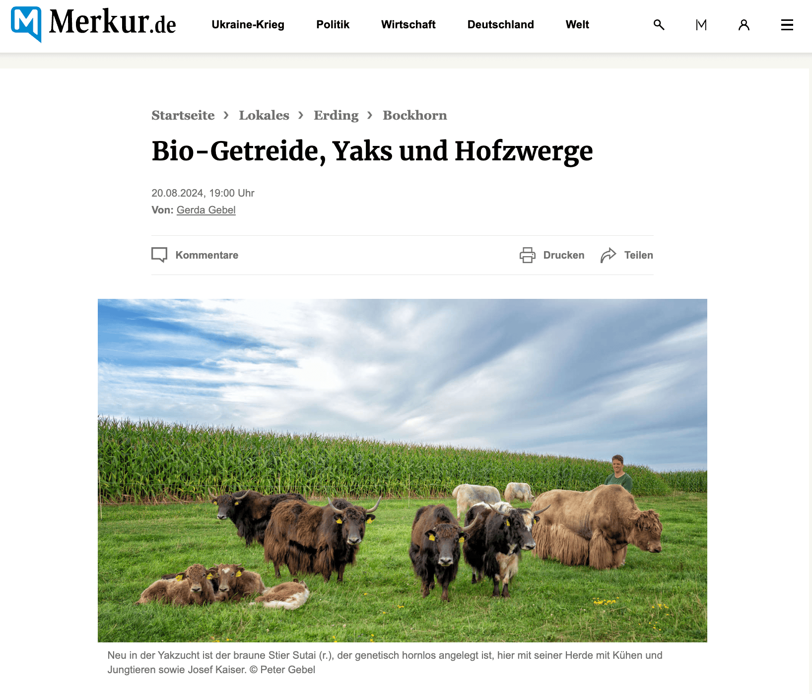 yaks, getreide und hofzwerge.png